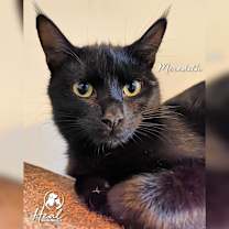 Thumbnail photo of Meredith #1