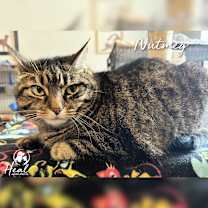 Thumbnail photo of Nutmeg #2