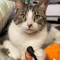 Thumbnail photo of Frodo #1