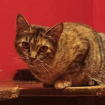 Thumbnail photo of Cara #1