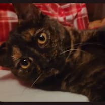 Thumbnail photo of Honeybella #1