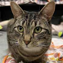 Thumbnail photo of Simon #2