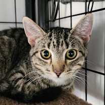 Thumbnail photo of Ninja #2