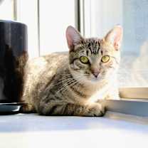 Thumbnail photo of Goldie #1