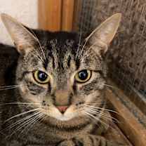 Thumbnail photo of Simon #3