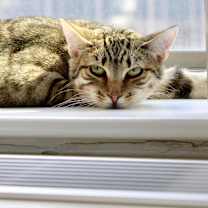 Thumbnail photo of Goldie #2