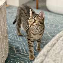 Thumbnail photo of Pepper #2