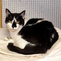 Thumbnail photo of MooMoo #2