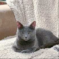 Thumbnail photo of Taima #1