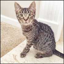 Thumbnail photo of Azzaro (formerly Buster) #2