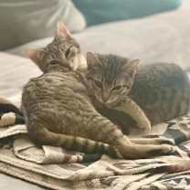 Thumbnail photo of Goldie #4