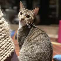 Thumbnail photo of Bindi #1