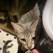 Thumbnail photo of Poppy #2