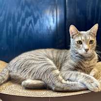 Thumbnail photo of Peony #2