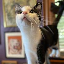 Thumbnail photo of Kiki #1