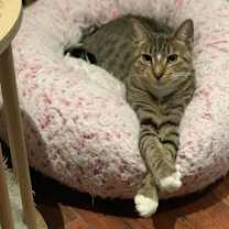 Thumbnail photo of Bindi #2