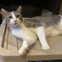 Thumbnail photo of Red Stripe #3