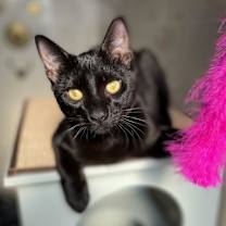 Thumbnail photo of Ocho #1