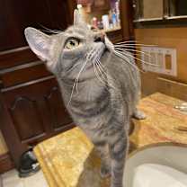 Thumbnail photo of Peony #3