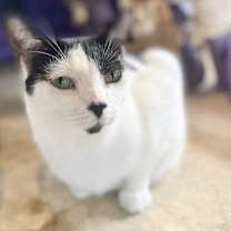 Thumbnail photo of Domino #3