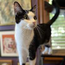 Thumbnail photo of Kiki #2