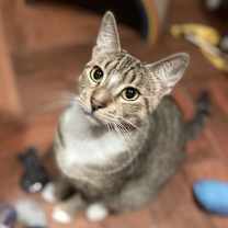 Thumbnail photo of Bindi #3