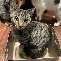 Thumbnail photo of Lioness #1