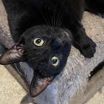 Thumbnail photo of Kitty Pryde #2