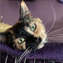 Thumbnail photo of Nigiri #1