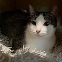 Thumbnail photo of Madison #2