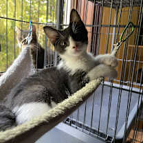 Thumbnail photo of Boom Boom #2