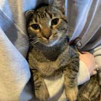 Thumbnail photo of Morty #1