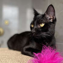 Thumbnail photo of Ocho #2