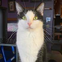 Thumbnail photo of Kiki #3