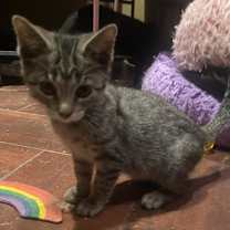 Thumbnail photo of Lioness #2