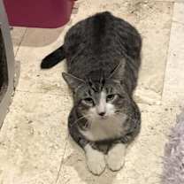 Thumbnail photo of Socks #2