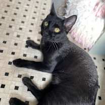 Thumbnail photo of Ocho #3
