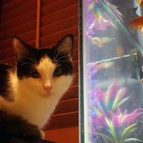 Thumbnail photo of Kiki #4
