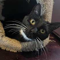 Thumbnail photo of Cheech #2