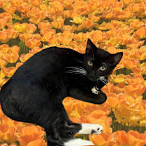 Thumbnail photo of Fillius #1