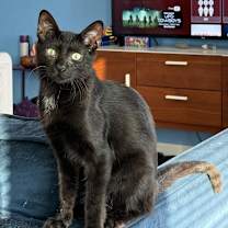 Thumbnail photo of Lemmy #2