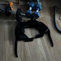 Thumbnail photo of Lemmy #3