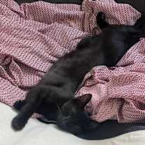 Thumbnail photo of Lemmy #4