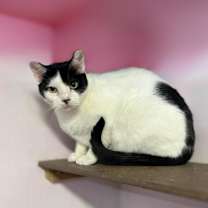 Thumbnail photo of Milo aka Milos #3