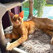 Thumbnail photo of Fendi #1