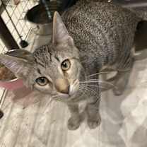 Thumbnail photo of Popsicle #1