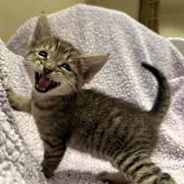 Thumbnail photo of Popsicle #2