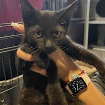 Thumbnail photo of Dennis #2