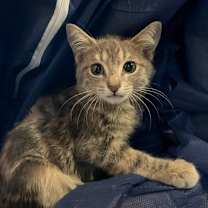 Thumbnail photo of Lotto #4