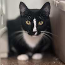 Thumbnail photo of Ally #1